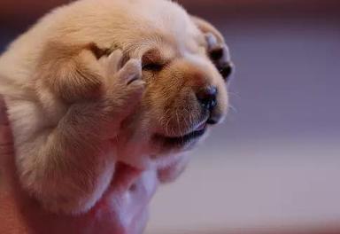 股民绝望到极点有什么现象,中国股民未来走势分析