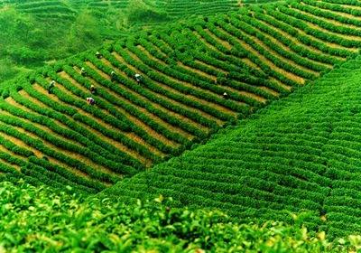 中国十大土豪茶,喝一口几万块都没了!