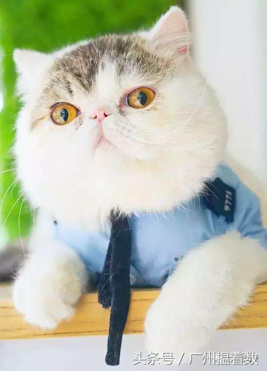 铲屎官的避难所,铲屎官记录主子的日常