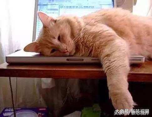 爱踢足球的猫,微笑的猫咪