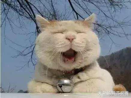 爱踢足球的猫,微笑的猫咪