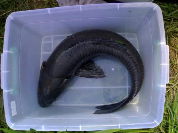 钓青鱼直接用螺丝肉钓可以吗,青鱼用螺蛳肉钓还是用螺蛳钓