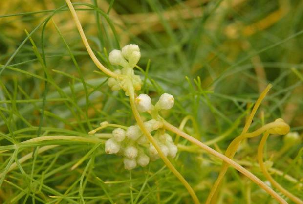 十大补肾名药材有哪些,十大最好的补肾中药