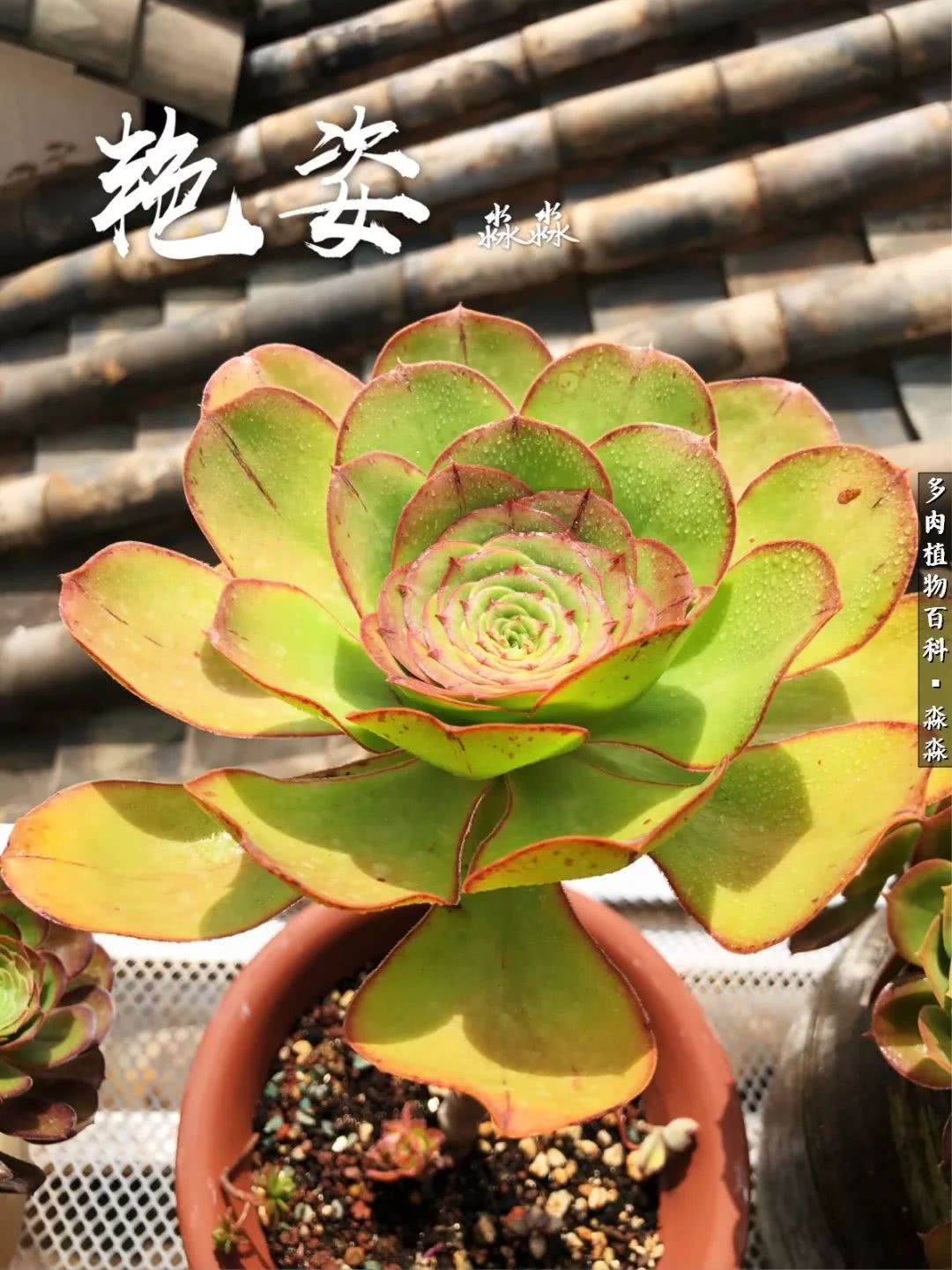 佛系养肉者,佛系养猫养狗人