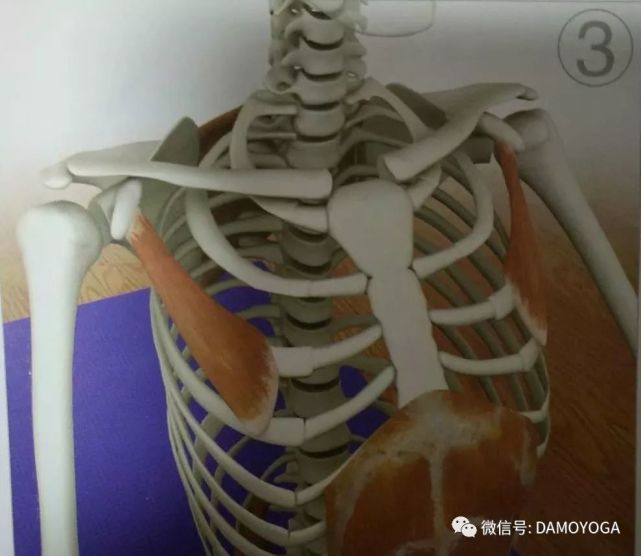 呼吸浅快的处理方法,呼吸太短太浅正确呼吸方式