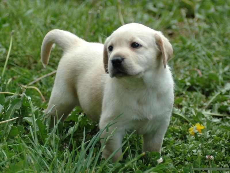 拉布拉多犬多少钱一只58同城,拉布拉多犬多少钱一只重庆