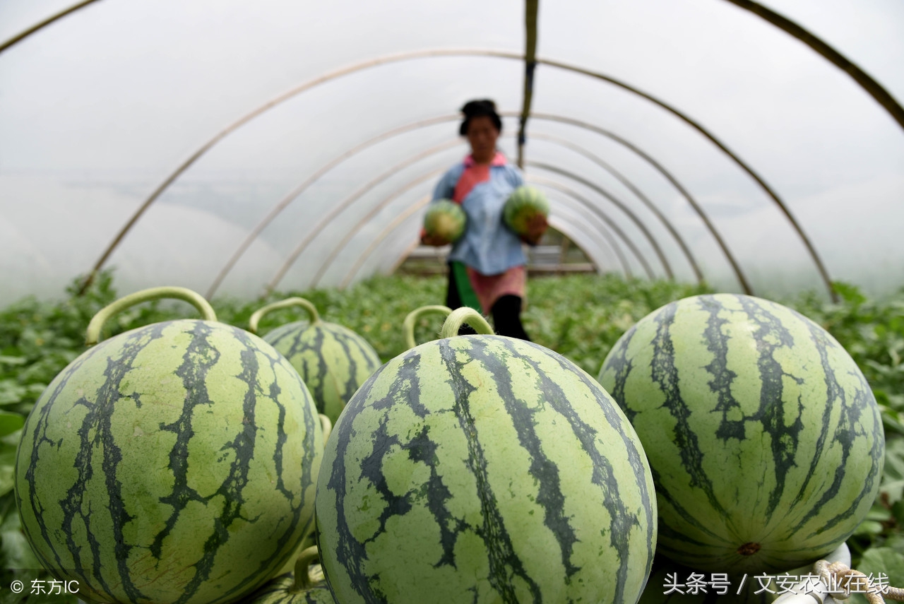 6月份西瓜价格行情,西瓜价格走势2020年6月2日行情