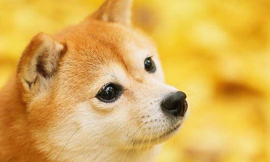 柴柴一岁的成长记录,柴柴性格怎么样