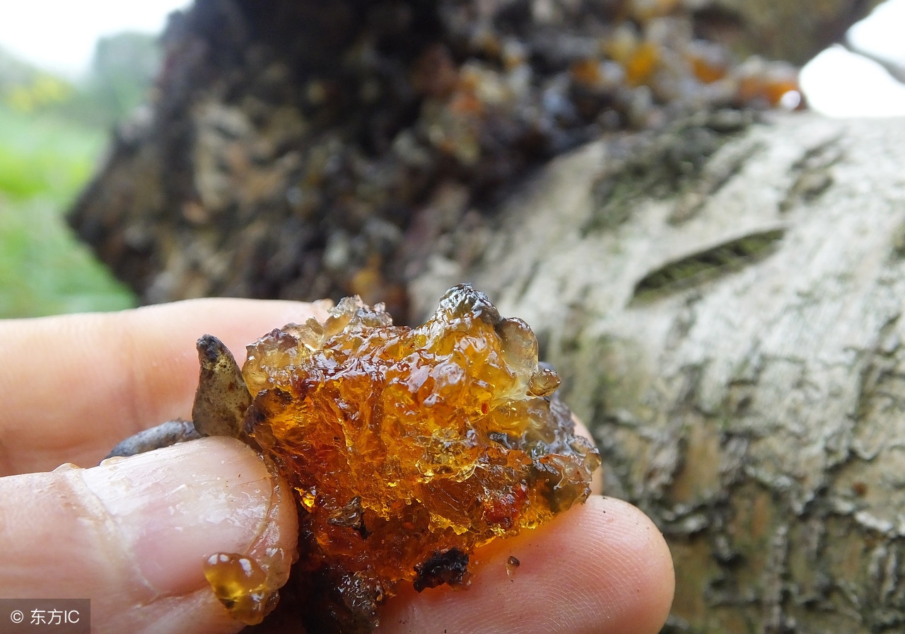 野生冬虫夏草美食,冬虫夏草野生土特产