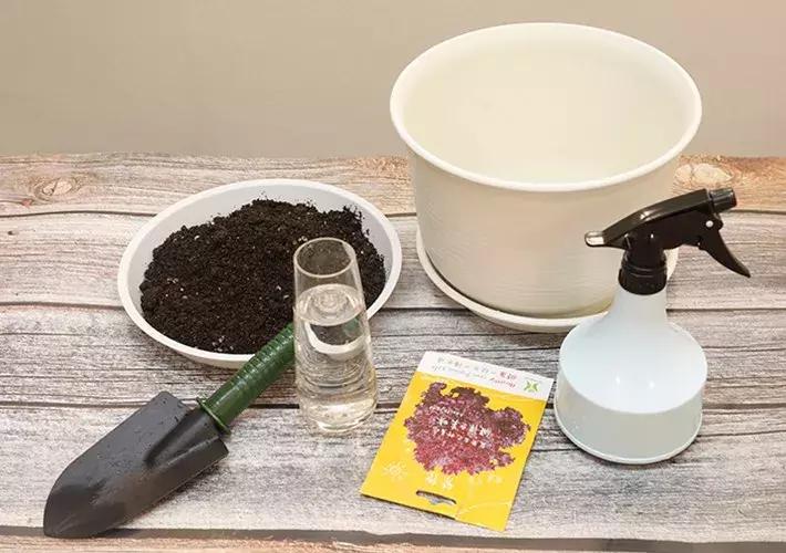 阳台种绿叶菜,适合阳台种的绿叶菜