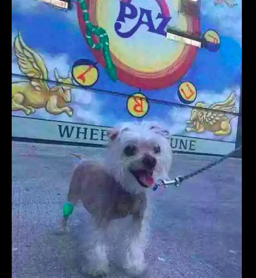 狗狗11岁掉毛,狗狗年龄大了疯狂掉毛