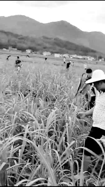 一斤真陨石多少钱,陨石一两能不能卖10000元一克