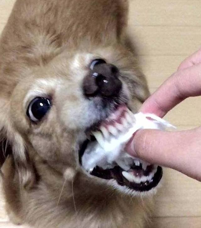 铲屎官给狗狗起的十大奇葩名字,叫铁头的那个你过分了啊