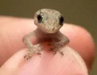 网友买火龙果，打开后发现了两枚蛋，回家后孵出小宠物！