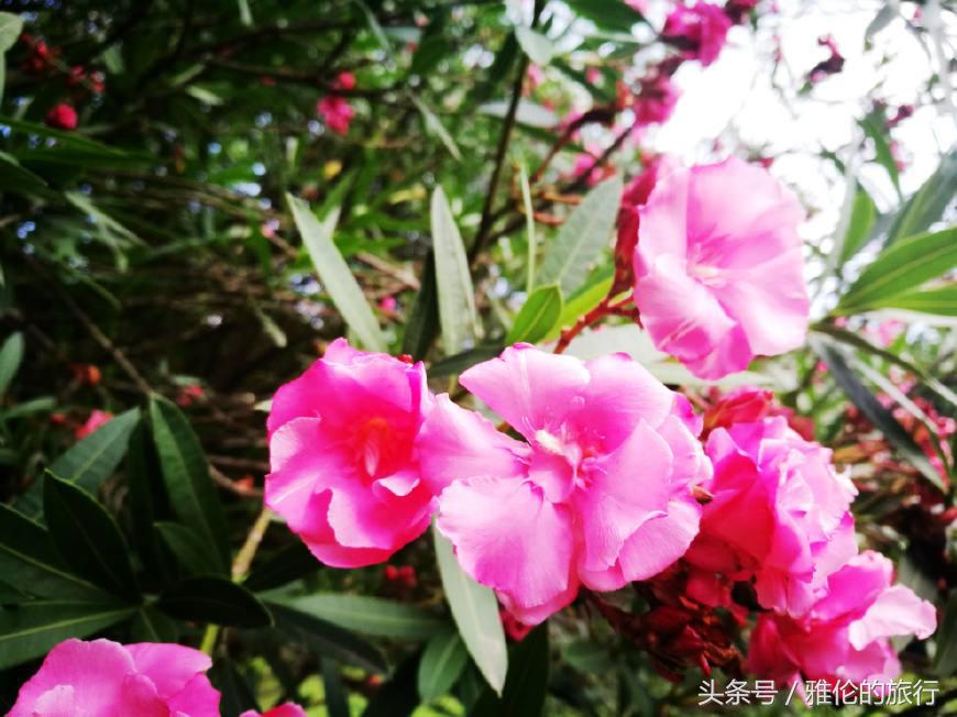 合肥逍遥津始建于哪年,古老的合肥逍遥津