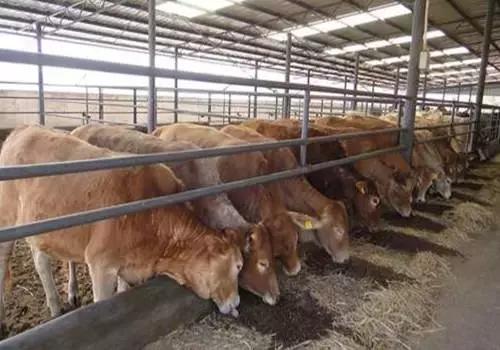 养牛户如何防治牛破伤风这篇很实用