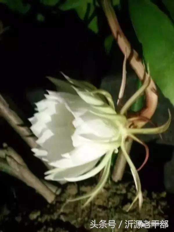 趣联集锦,趣联欣赏完整版