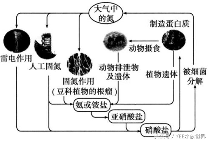 鱼缸里的水没有鱼能除硝化细菌吗,硝化细菌分解鱼粪残留鱼缸