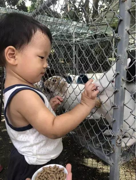 被兔子咬了需不需要打狂犬疫苗,被兔子咬了需要打疫苗吗