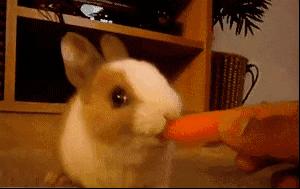 被兔子咬了需不需要打狂犬疫苗,被兔子咬了需要打疫苗吗