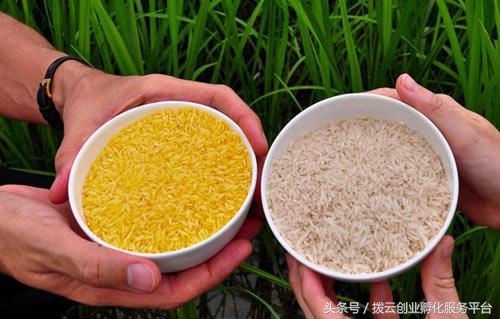 转基因黄金大米事件,转基因黄金米