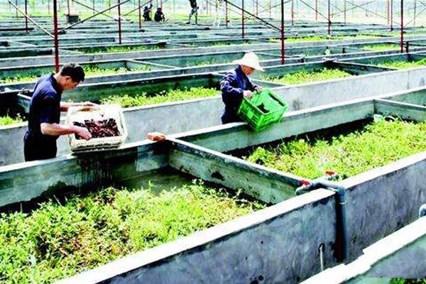 平养小龙虾养殖新手入门教程,小龙虾养殖技术新手必看