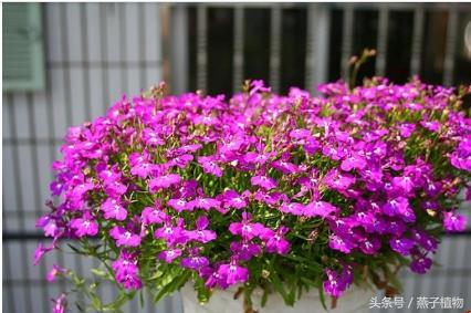 什么花和绿萝一样好养,比绿萝好养好看的花草