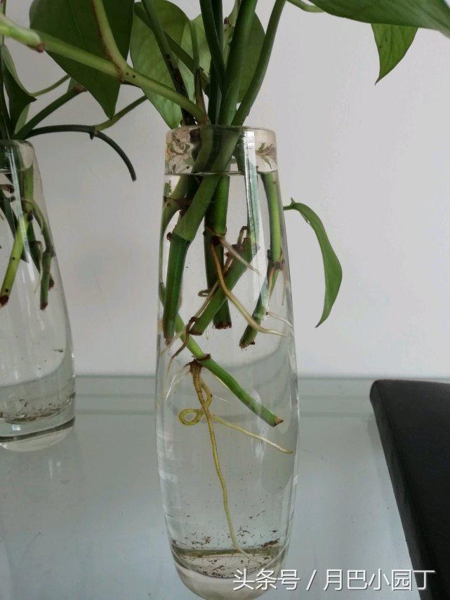 水培绿萝一周的生长情况日志,水培绿萝疯长的秘诀