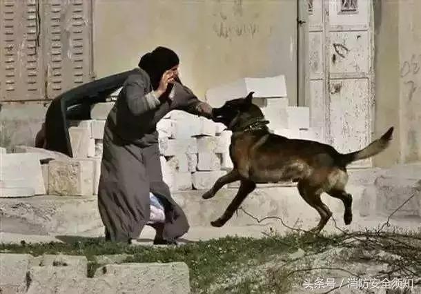 教你被狗咬的自救方法,怎样告诉孩子避免被狗咬