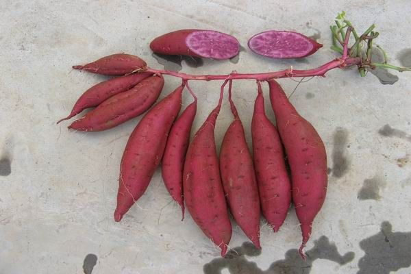 徐紫薯8号品种介绍,十大紫薯