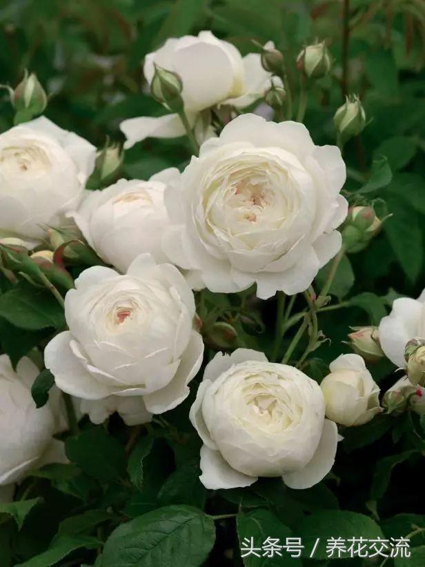 十种最香的月季花,花期300天又很香好养的月季花