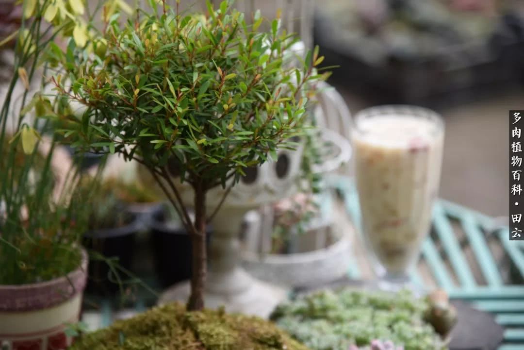 推开多肉世界的门，原来你与美食来自同一国度！