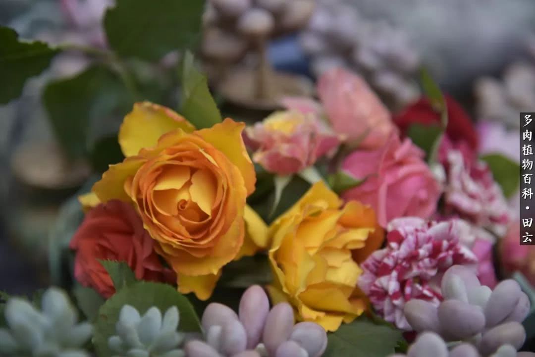 推开多肉世界的门，原来你与美食来自同一国度！