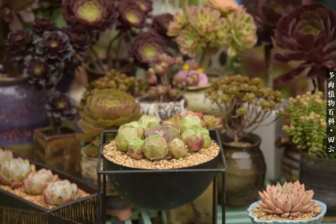 推开多肉世界的门，原来你与美食来自同一国度！