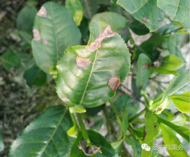 炭疽病防控方案,炭疽病的防治方法茶花