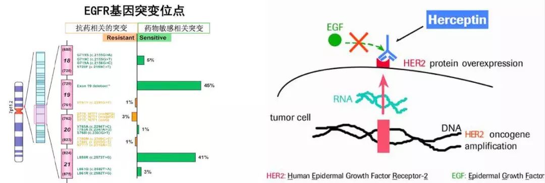 神奇制药抗癌药取得突破,神奇制药抗癌专利