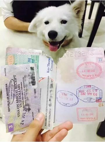 护照办理攻略省时省钱省心,海外补办旧护照流程