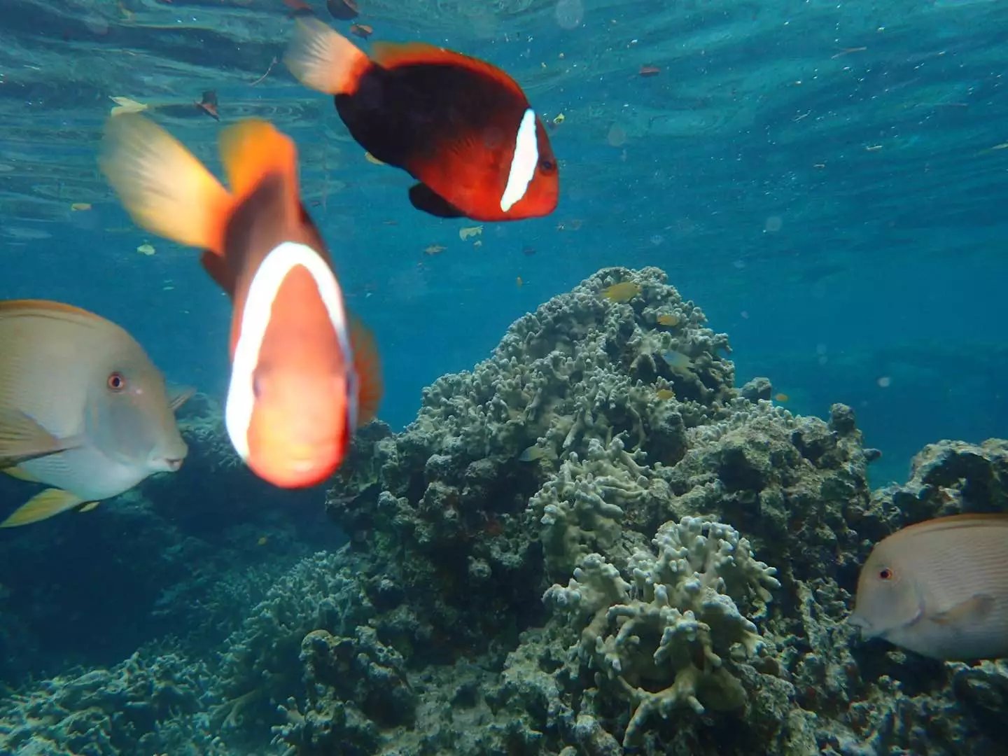 还在纠结要不要去海岛国家｜这个海岛完爆的魅力！