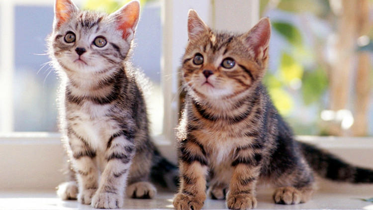 猫咪不爱喝水试试这几种办法,猫咪不爱自己吃饭非要喂