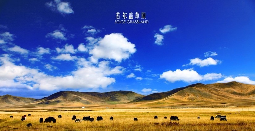 美丽的若尔盖草原旅游照片,美丽的若尔盖草原太漂亮了