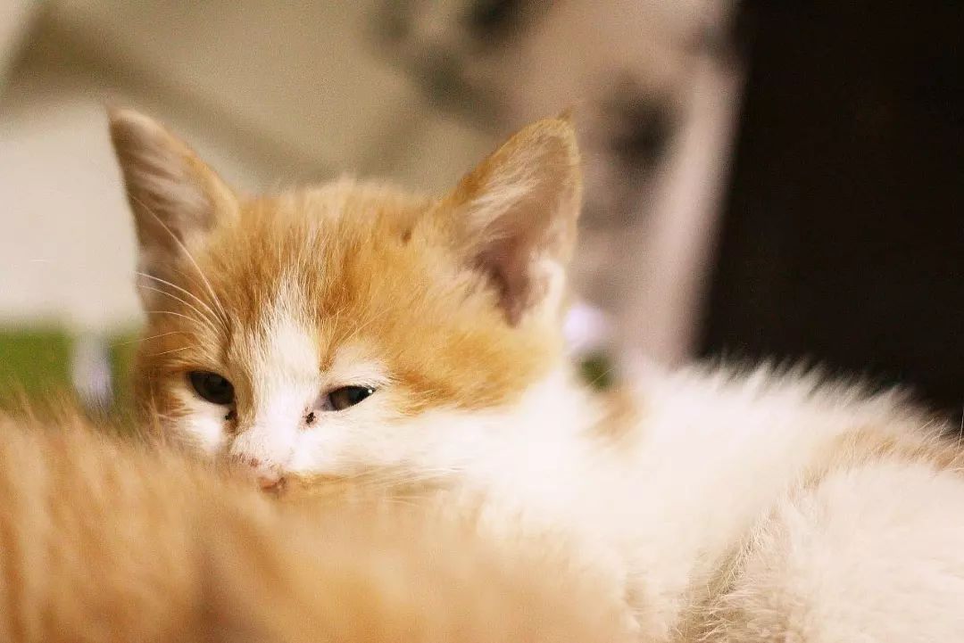 猫咪不停抓挠嘴巴,猫咪经常流眼泪解决方法