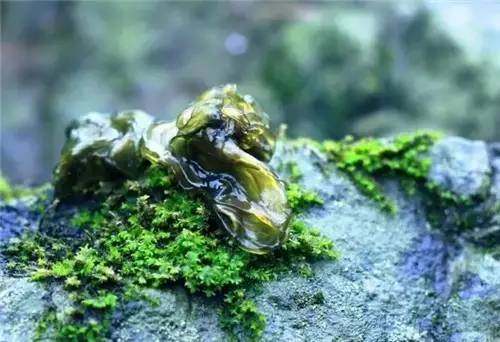 四川农村常见野菜大全,四川的野菜根本吃不完你见过几种