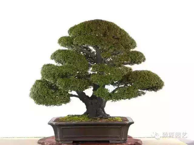 小叶檀盆景价格,小叶檀造型盆景