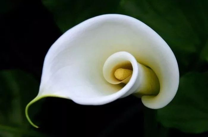 珍稀马蹄莲,如何让马蹄莲一年四季都活着