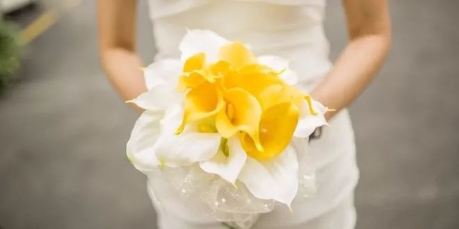 珍稀马蹄莲,如何让马蹄莲一年四季都活着