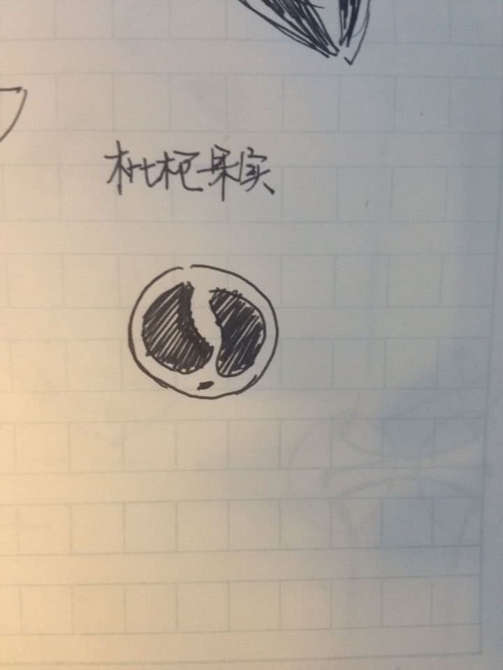 简单国画教程零基础入门植物,国画蔬果茄子与苦瓜的画法