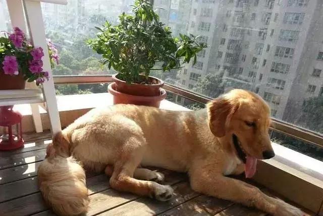 夏天别带狗狗去这些地方有危险,千万不要把宠物放车里