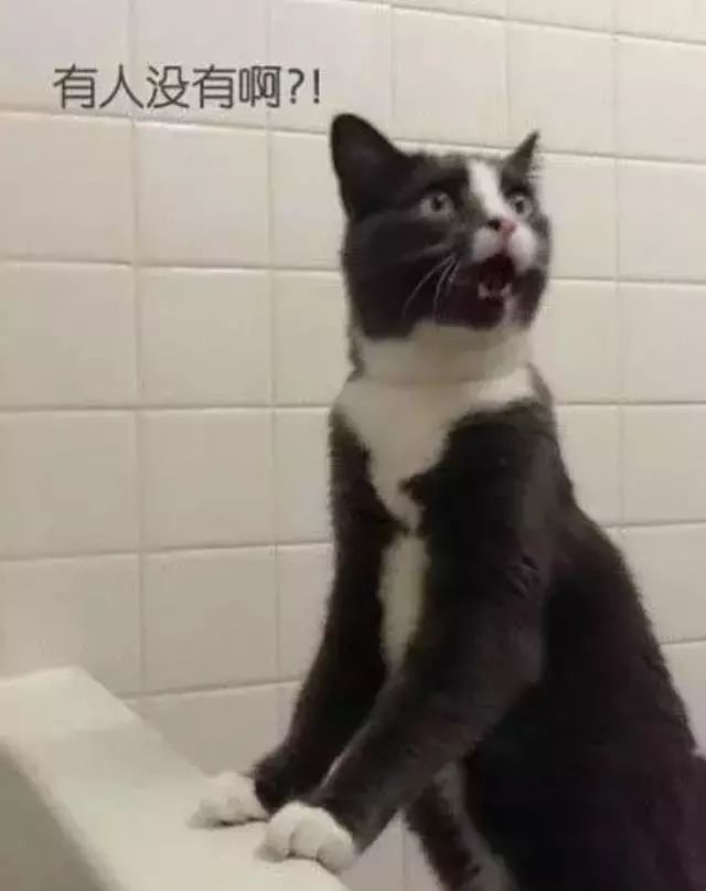 猫咪偷睡在主人床边的原因,猫咪为何喜欢偷嘴