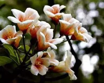 100种的鲜花花语合集,100种花的寓意和花语