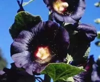 100种的鲜花花语合集,100种花的寓意和花语